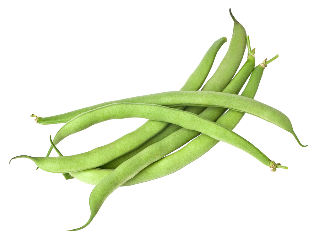 haricot