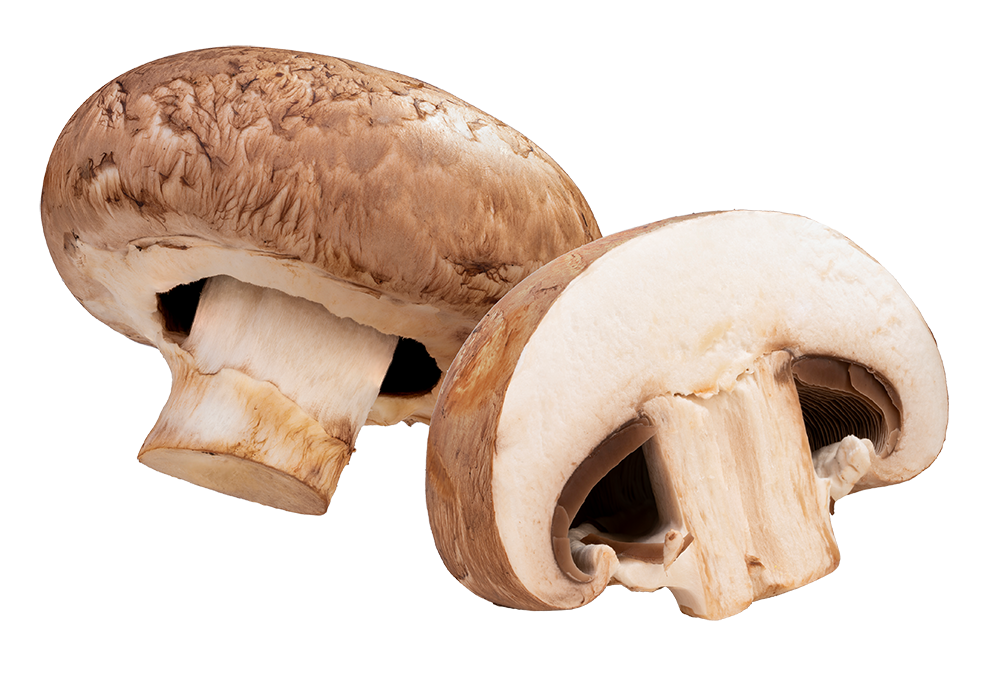 champignon