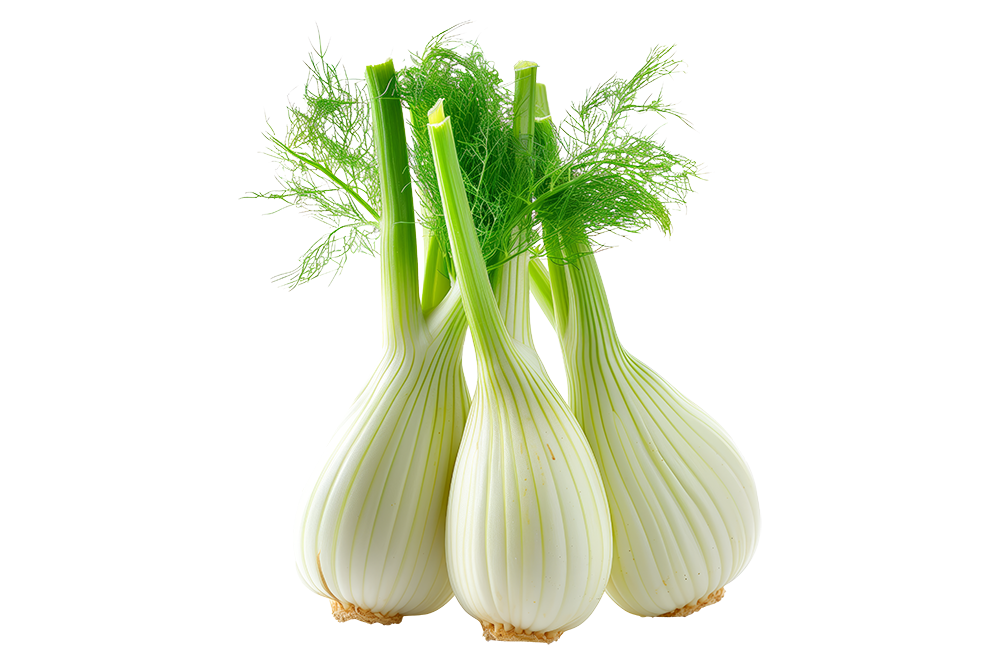 fenouil
